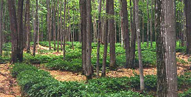 View of a forest farming site